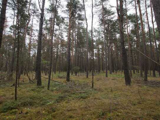 6,3 ha Kiefernwald nord-westlich von Kamenz