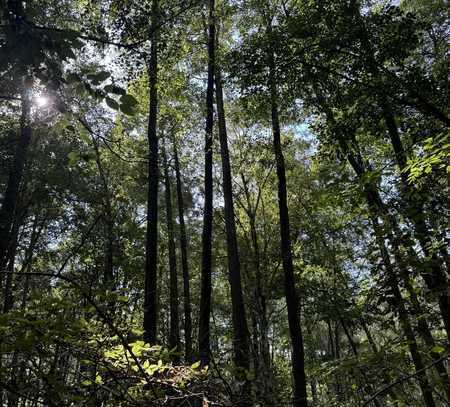 Laubwald mit Urwaldflair - Ihr Naturwald nördl. von Berlin