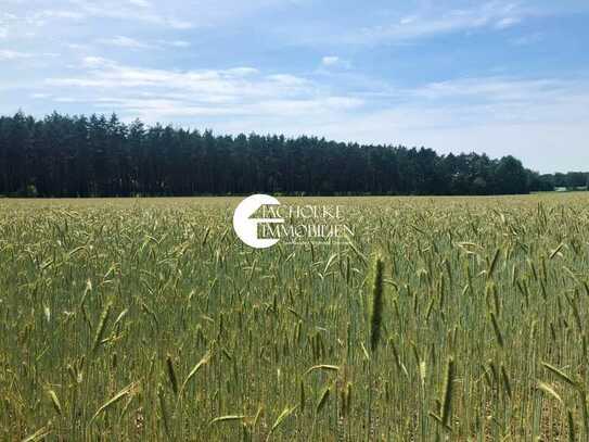 Ca. 1,67 ha land- & forstwirtschaftl. Flächen (Naturschutz) in der Gemarkung Thune, Niedersachsen