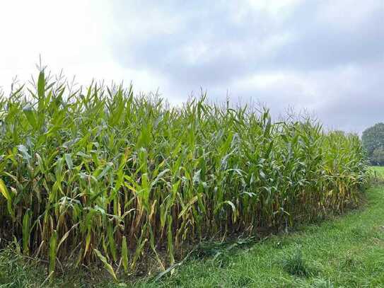 Ca. 8,9 ha Ackerland und ca. 3,85 ha Grünland in Südlohn