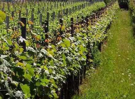 Weinberge in Edenkoben - provisionsfrei!!!