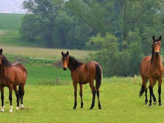 Einmalige Wohn- Reitanlage mit 6 Wohnungen auf 30 ha in Ostseenähe