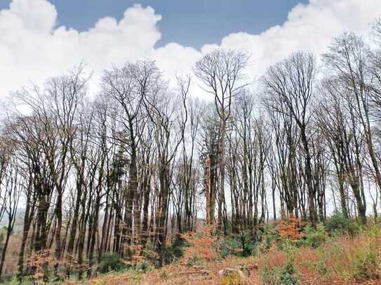 Waldfläche in Wermelskirchen