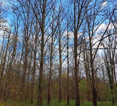 Grünland mit Pappelwald in Luckenwalde