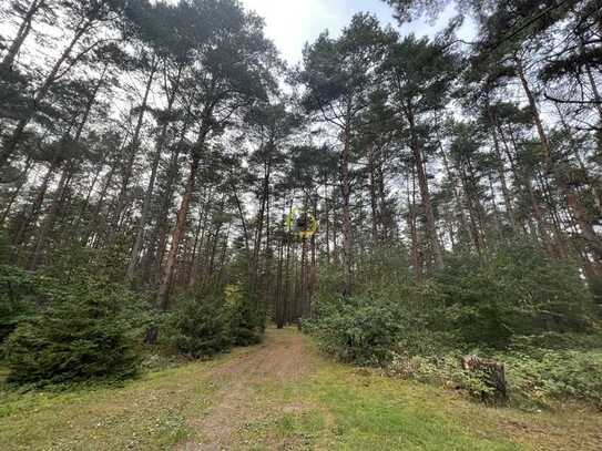 Absolute ruhige Lage am Wald - 30 Minuten nach Berlin