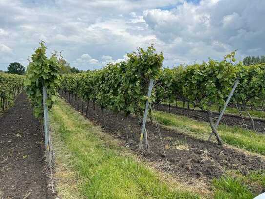 Landwirtschaftliche Rebfläche mit Dornfelder-Reben in der Pfalz