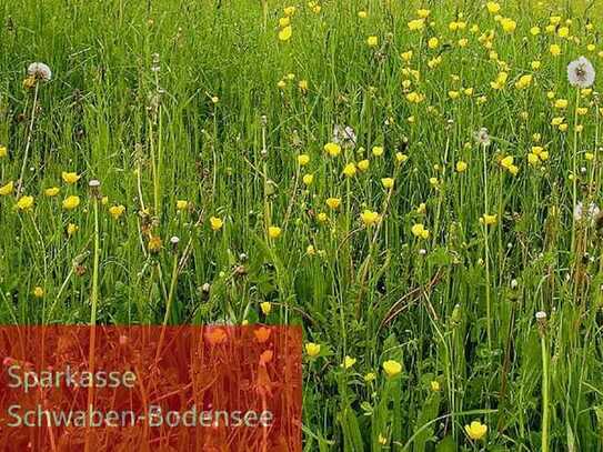 Wiese bei Oberrieden