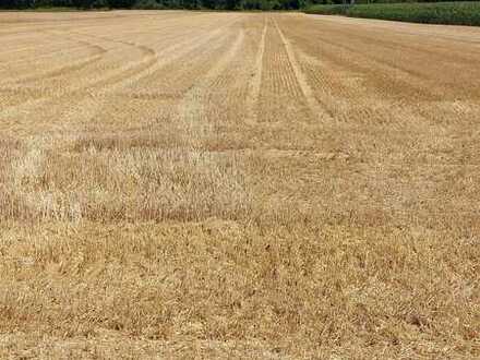 Landwirtschaftliche Grundstücke (Ausgleichsfläche / Ackerland )