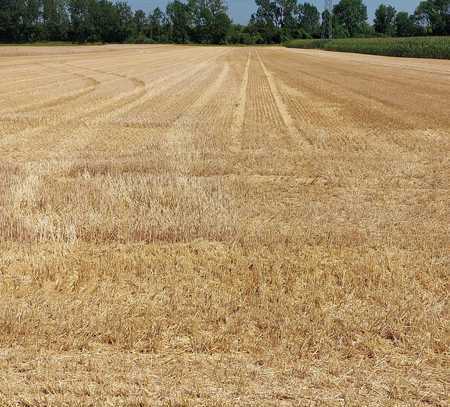 Landwirtschaftliche Grundstücke (Ausgleichsfläche / Ackerland ) zwischen ca. 0,5 ha und 4,162 ha