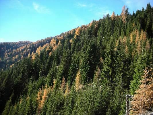 Forst- und Jagdliegenschaft in Oberkärnten