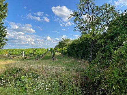 Einzigartige Gelegenheit: Idyllischer Hobbyweingarten in Wien-Stammersdorf zum Verkauf