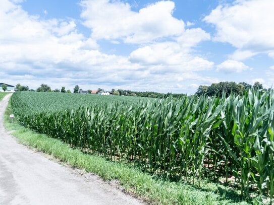 Perfekte Betriebsbaulage in Wolfern