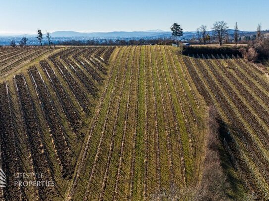 6.800 m² Fläche! Prominenter Weingarten mit Blick auf die Leopoldskirche