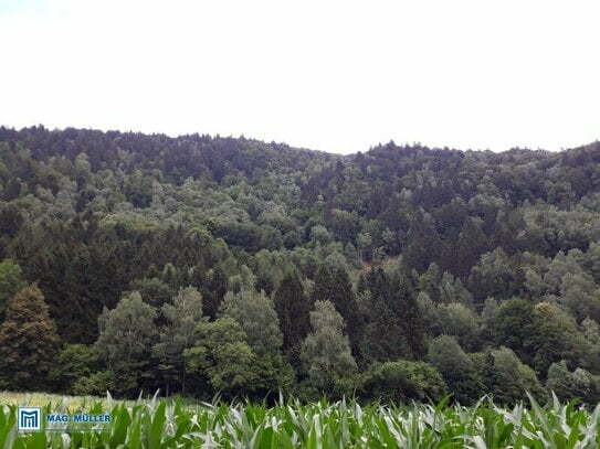 Waldparzellen - nähe Döbriach Millstättersee