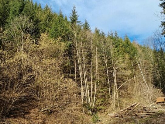 Traumhaftes Landgut mit über 25 ha in Pernegg in der Steiermark !