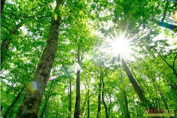 15. Min vor Wien. - Wohn-Baugrund in ruhiger und naturnaher Wohnlage. - Wald direkt anschließend.