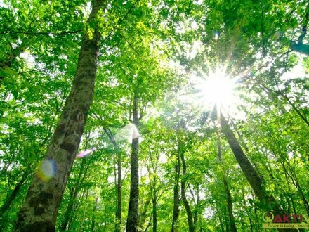 15. Min vor Wien. - Wohn-Baugrund in ruhiger und naturnaher Wohnlage. - Wald direkt anschließend.