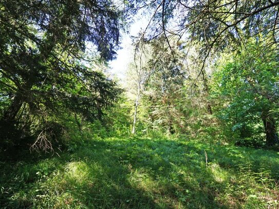 Großzügiges Baugrundstück mit Grünland und Altbestand im Irenental