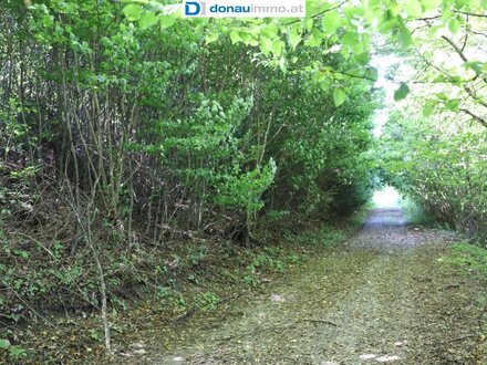 Mischwald rd. 2,2 Hektar in Stadtschlaining
