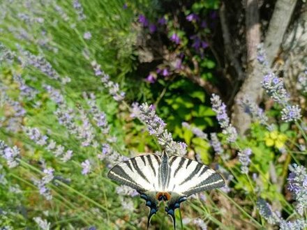 Seehaus SCHMETTERLING - Auch mit KINDERN SICHER am Dürrsee Urlaub machen