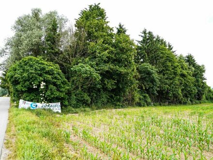 Bauerwartungsland mit Altbestand in Enns