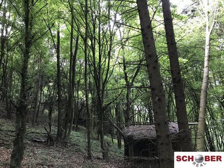 Waldgrundstück im Naturschutzgebiet - Gemeinde 3653 Weiten