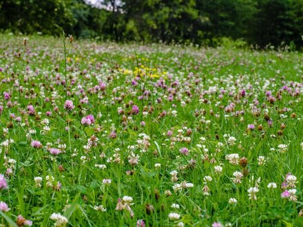 Parzellierte Baugrundstücke in Lengau - Bedarfserhebung