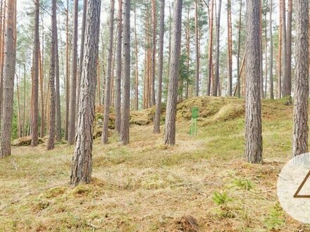 Waldbauer gesucht!