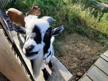 Unsere kleine Farm - Apparthotel mit viel Grundfläche