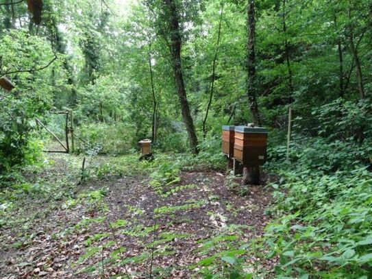 Naturbelassenes Grundstück am Grünen See in Mühlheim am Main