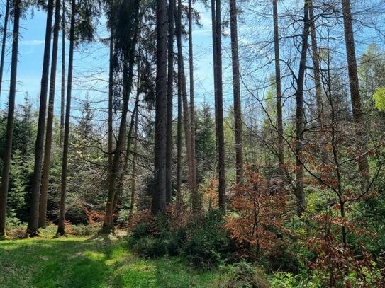 VERKAUF: Der Winter kommt - erwerben Sie Ihren eigenen Wald!