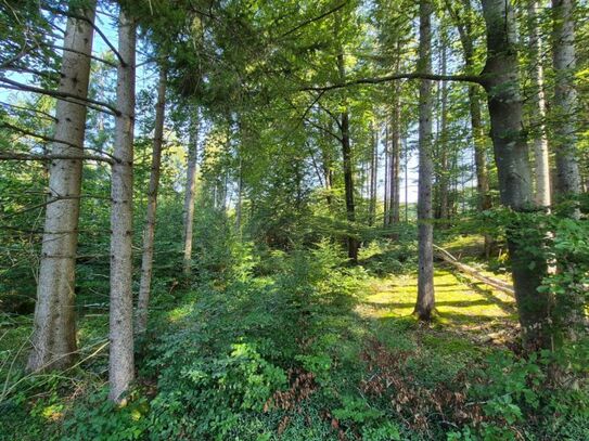 VERKAUF: Schönes Waldstück zwischen Hadorf und Söcking