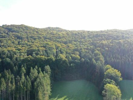 Waldstück mit 90% Buchenanteil bei Kirchensittenbach