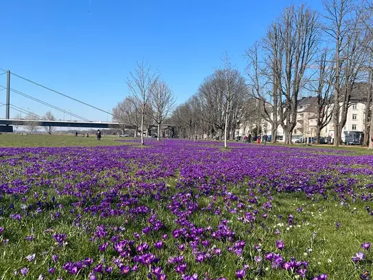 Beautyful & cosy flat in Düsseldorf, prime location!