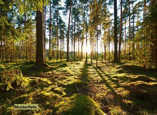 Waldfläche (Hanggrundstück)