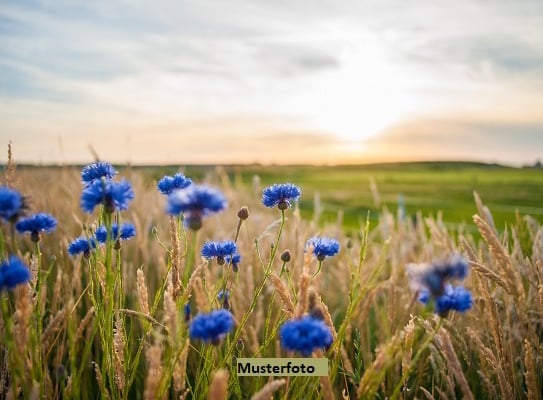 Landwirtschaftsflächen, Wiesen mit Wildwuchs