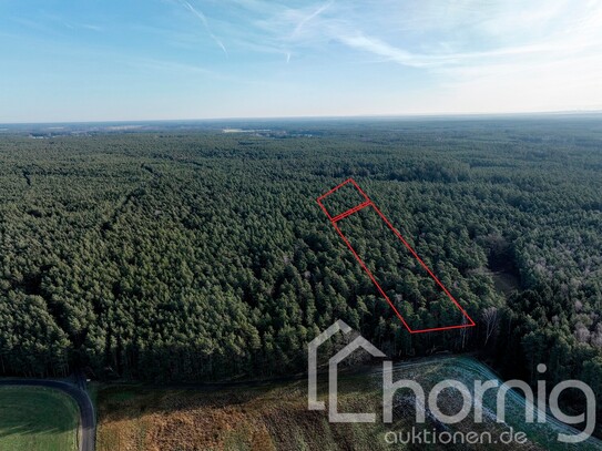 Kiefernwald (ca. 1 ha) bei Niesky in der Oberlausitz