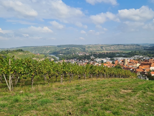 Weinberg zu verkaufen