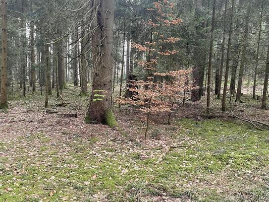 Sehr schönes Waldgrundstück zu verkaufen