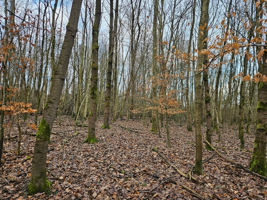 Großes Land zum kleinen Preis