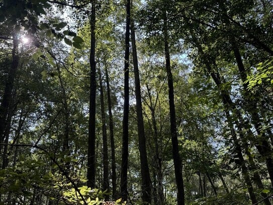 Laubwald mit Urwaldflair – Ihr Naturwald nördl. von Berlin