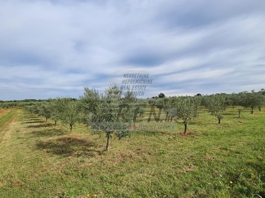 Landwirtschaftliche Flächen in Novigrad