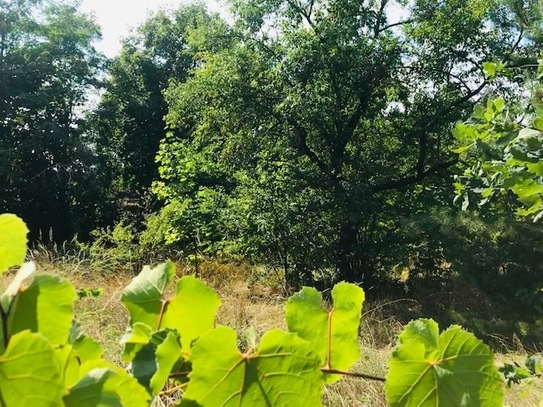 Schönes Baugrundstück mit vielfältigen Bebauungsmöglichkeiten unweit Dammheide