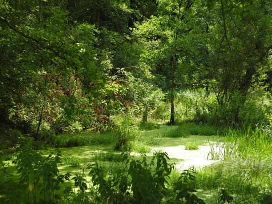 Waldgrundstücke und Gewässer bei Leipzig - Wald - Forst - Angelgewässer - Privatwald - Waldfläche