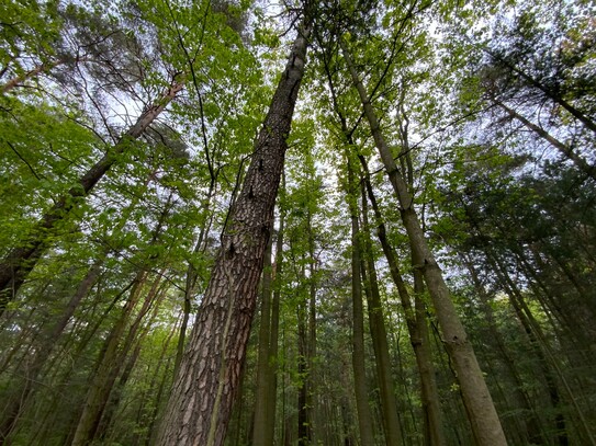 Stattlicher Laubmischwald am Kromlauer Park - ca. 1,2ha