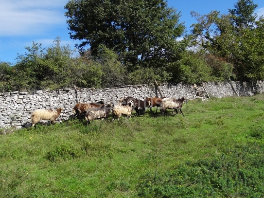 Istra-Žminj, 2000m2 Baugrundstück auf 72561m2 landwirtschaftlichem Grundstück