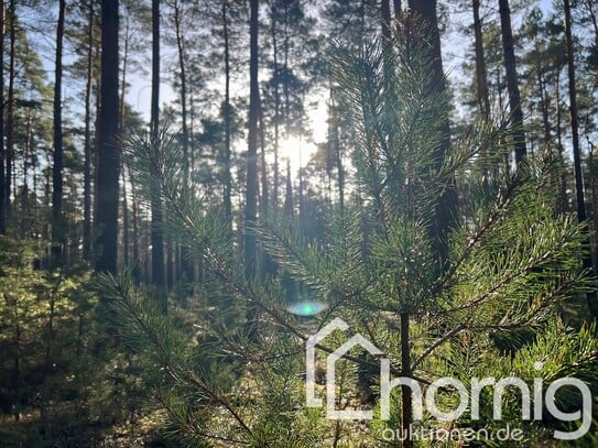 Von jung bis alt - dieser Kiefernwald knallt (ca. 12,5 ha) in Südbrandenburg