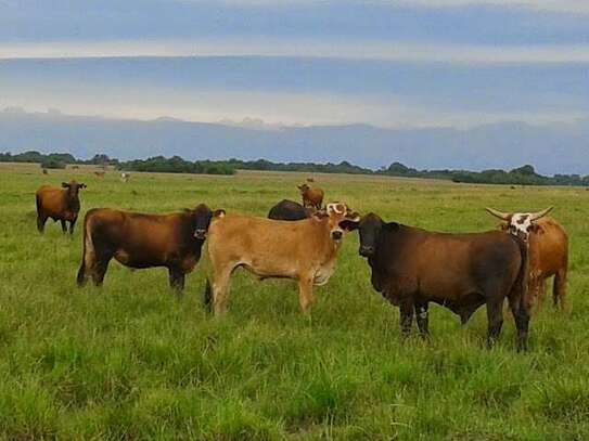 Ranch mit grenzenlosem unternehmerischen Potenzial im Norden der argentinischen Provinz Corrientes