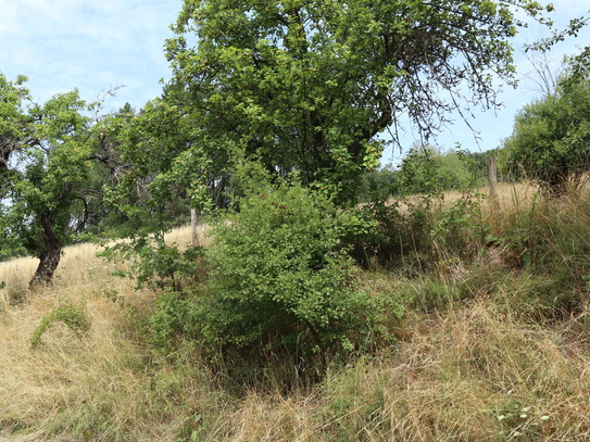 Baugrundstück in Hanglage von Rothenbuch PROVISIONSFREI