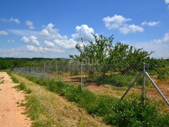 ISTRIEN, NOVIGRAD – Ein weitläufiger Olivenhain mit 300 Olivenbäumen und einem Nebengebäude